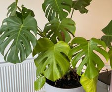 Indoor Plant - Monstrera incl. pot and saucer and climbing stick