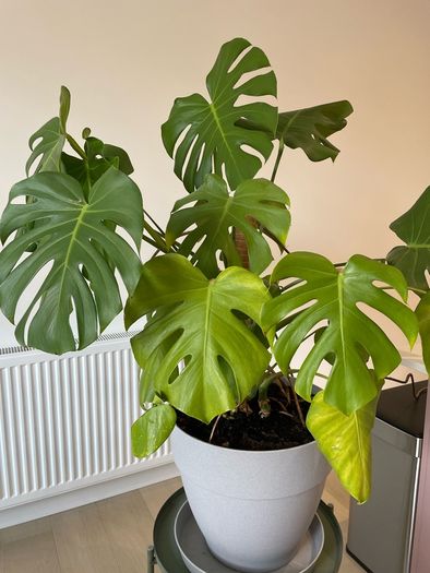 Indoor Plant - Monstrera incl. pot and saucer and climbing stick
