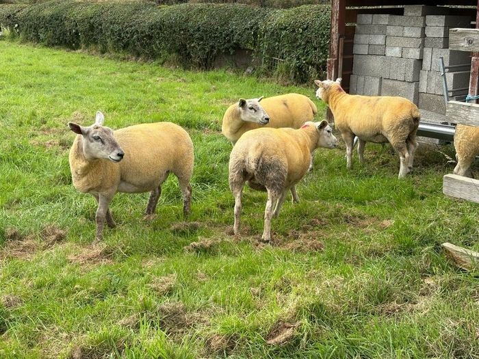 9 Texel x Hoggets