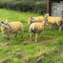 9 Texel x Hoggets Image 4