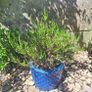 Heather Plant in Decorative Blue Pineapple Texture Pot Image 7