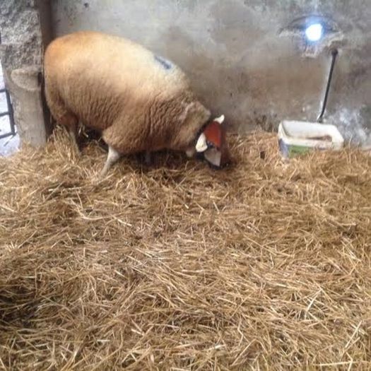 Sheep ram guard