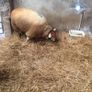 Sheep ram guard Image 2