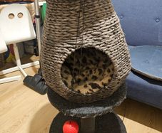 Cat tower/bed