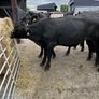Cattle Image 7