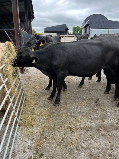 Cattle
