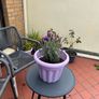 garden Image 8