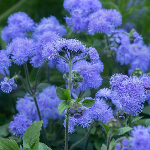 (A) Ageratum Blue Seeds 0,5g (185547)