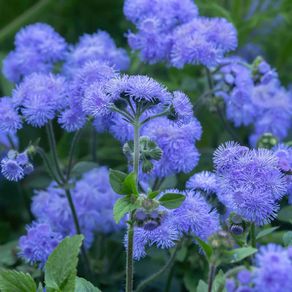 (A) Ageratum Blue Seeds 0,5g (185547)
