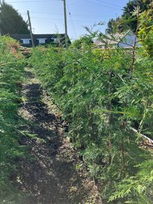 Leylandii hedging