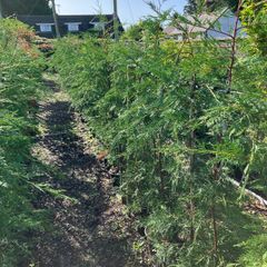 Leylandii hedging