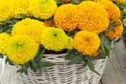 (M) Marigold Dune Mix seeds (20s) (415762)