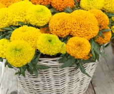 (M) Marigold Dune Mix seeds (20s) (415762)