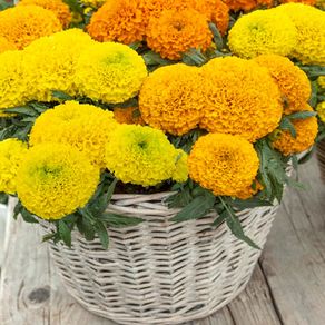 (M) Marigold Dune Mix seeds (20s) (415762)