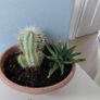 Cactus pot Image 3