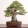 Japanese Black Pine Seeds Image 3