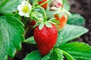 Bare Root Strawberry plants