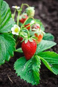 Bare Root Strawberry plants