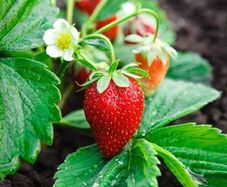 Bare Root Strawberry plants
