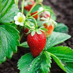 Bare Root Strawberry plants