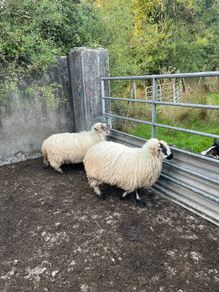 2 valais cross ewe lambs