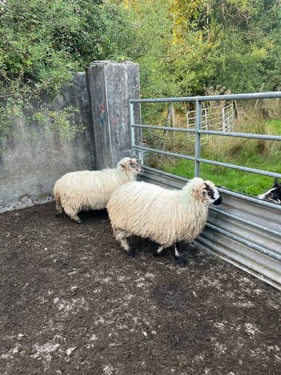 2 valais cross ewe lambs