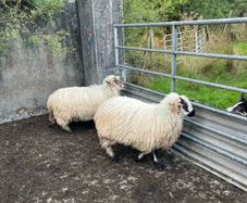 Sheep