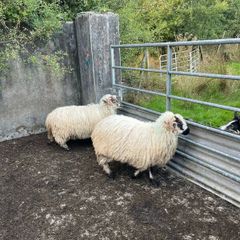 Sheep