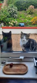 beautiful kitten