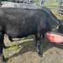 Heifers Image 3