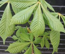 Horse chestnut trees