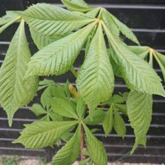 Horse chestnut trees