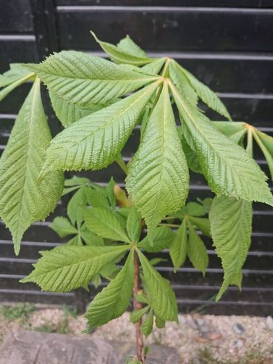 Horse chestnut trees