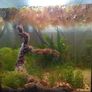 60L Fully Cycled and Planted Aquarium Image 4