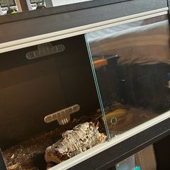 reptile