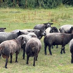 Blue Texel Rams