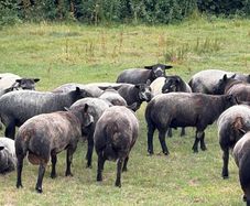 Blue Texel Rams