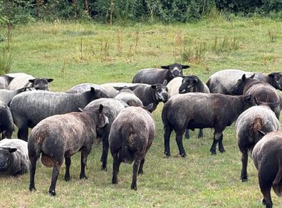 Blue Texel Rams