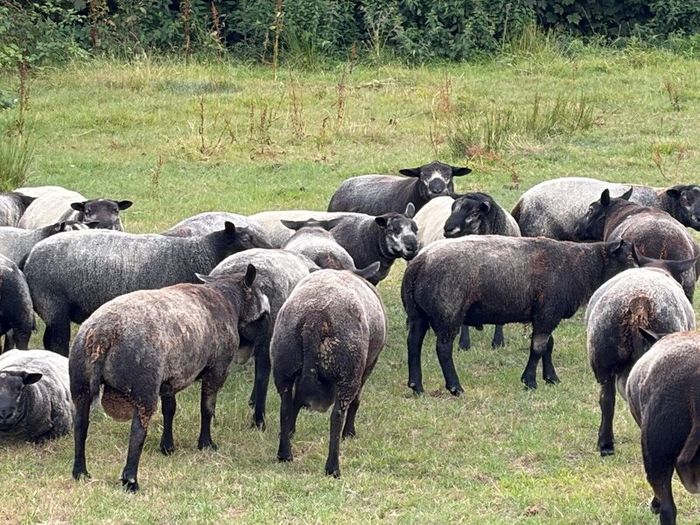Blue Texel Rams