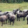 Blue Texel Rams Image 4