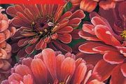 (Z) Zinnia Bordeaux seeds 0.5g (approx. 50 seeds) (415687)