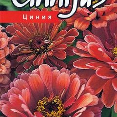 (Z) Zinnia Bordeaux seeds 0.5g (approx. 50 seeds) (415687)