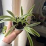 spider plant Image 3