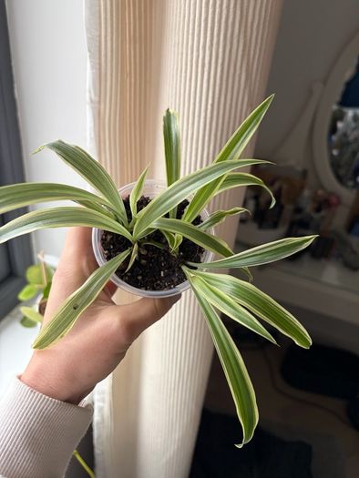 spider plant