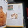 Keeping Pet Chickens: Bring your garden to life and enjoy the bounty of fresh... (Hardcover) Image 8