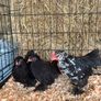 pekin bantams Image 3