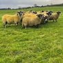 Lanark rams Image 4