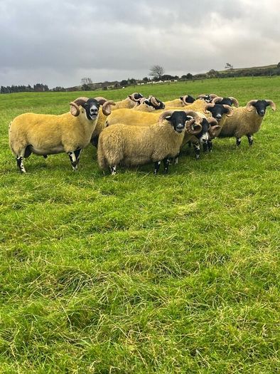 Lanark rams