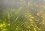 female guppies -4