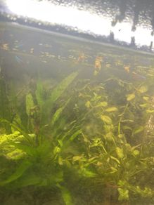 female guppies -4